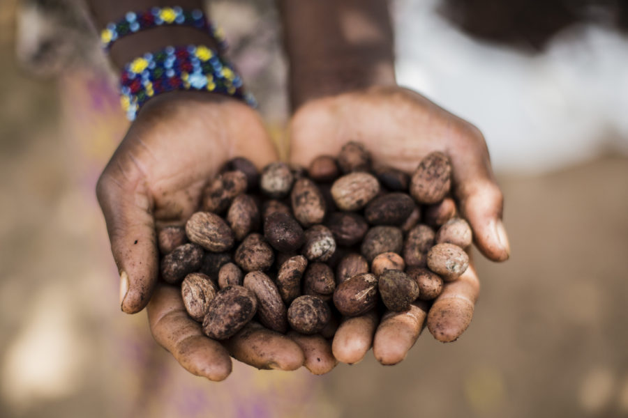 West African Shea Nuts